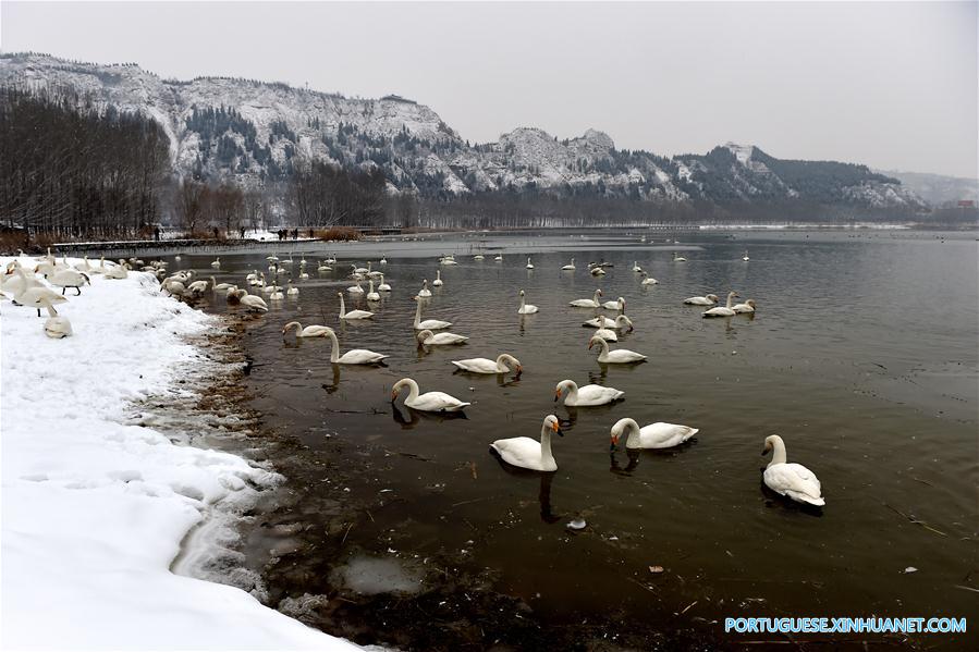 Cisnes no Pantano do Rio Amarelo