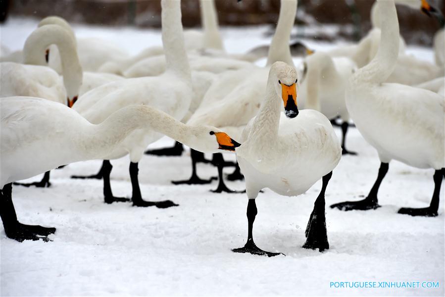 Cisnes no Pantano do Rio Amarelo