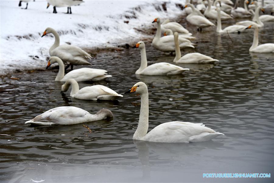 Cisnes no Pantano do Rio Amarelo