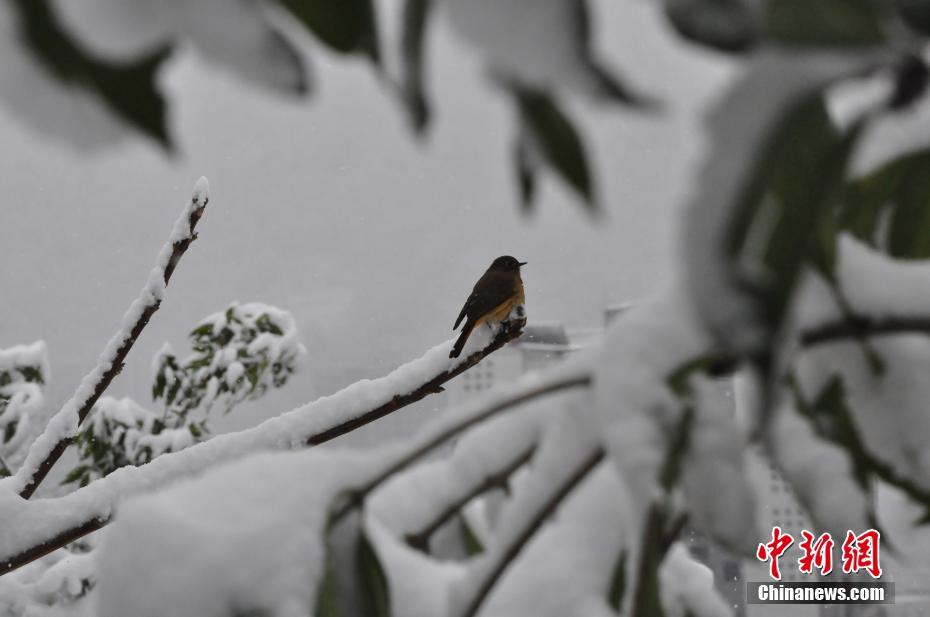 Galeria: Primeiro nev?o do ano cobre de branco paisagens urbanas na China