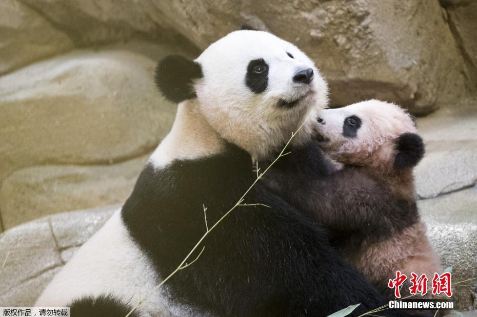 Primeiro panda gigante nascido em Fran?a é apresentado ao público