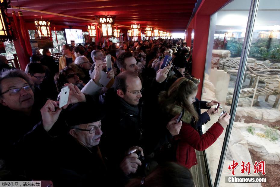 Primeiro panda gigante nascido em Fran?a é apresentado ao público