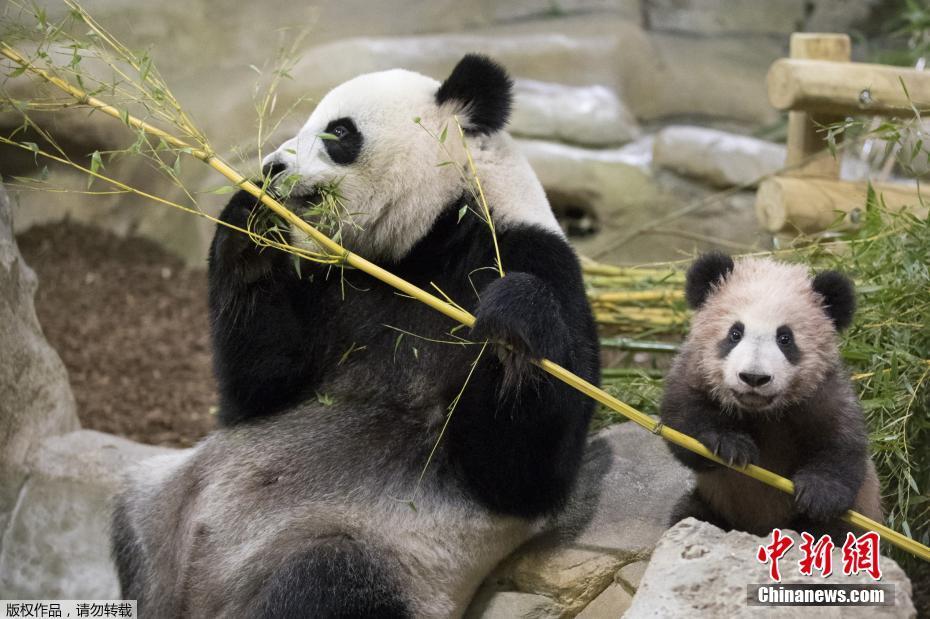 Primeiro panda gigante nascido em Fran?a é apresentado ao público