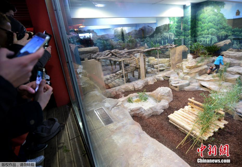 Primeiro panda gigante nascido em Fran?a é apresentado ao público