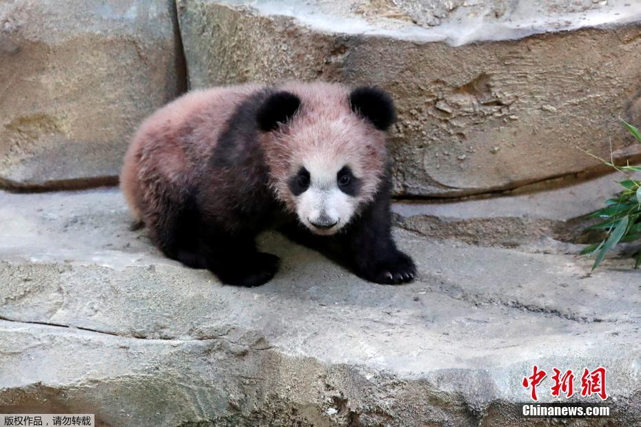 Primeiro panda gigante nascido em Fran?a é apresentado ao público