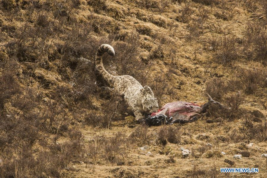 Galeria: Leopardos-das-neves em Qinghai