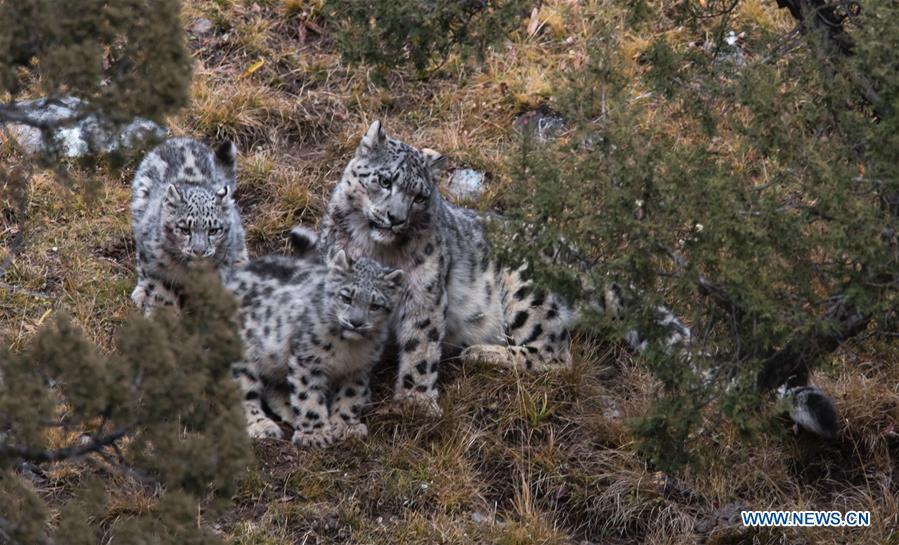 Galeria: Leopardos-das-neves em Qinghai