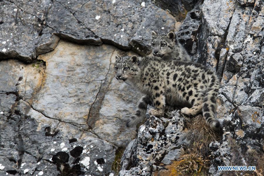 Galeria: Leopardos-das-neves em Qinghai