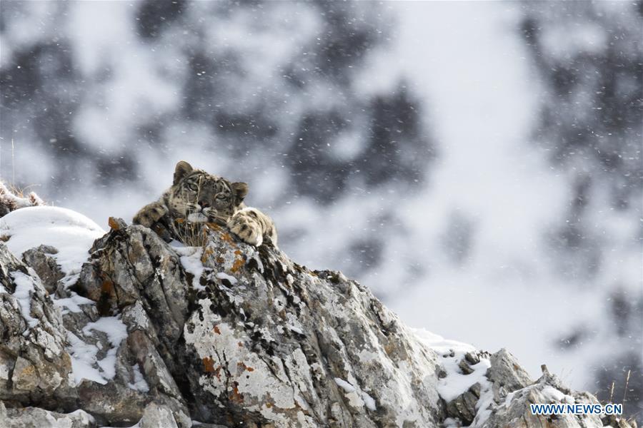 Galeria: Leopardos-das-neves em Qinghai