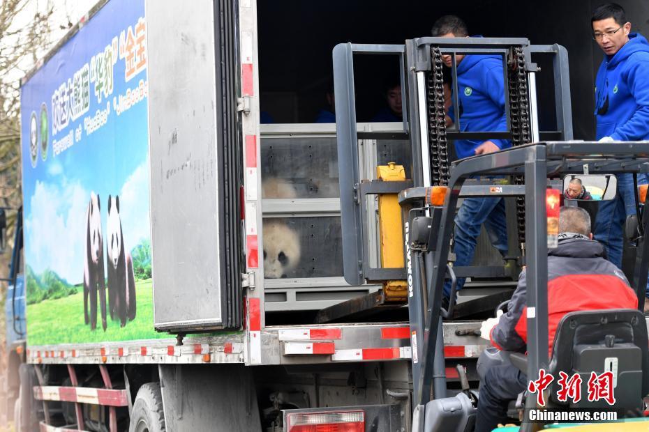 Casal de pandas vai à Finlandia para projeto de pesquisa de 15 anos