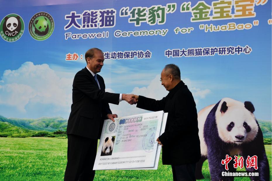 Casal de pandas vai à Finlandia para projeto de pesquisa de 15 anos