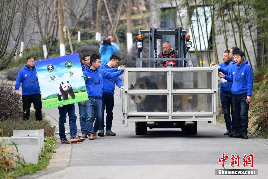 Casal de pandas vai à Finlandia para projeto de pesquisa de 15 anos