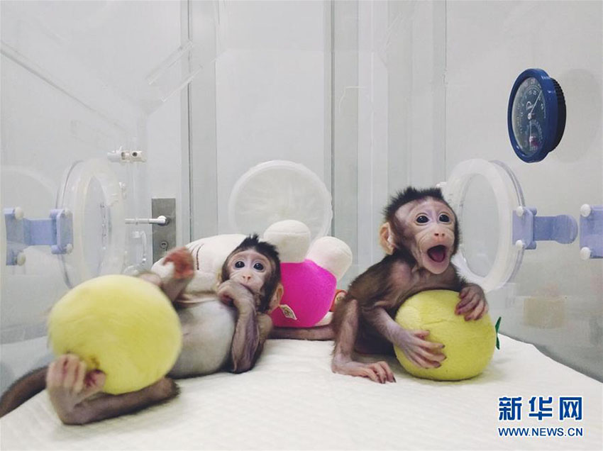 Importante descoberta de clonagem de macacos garante esperan?a contra doen?as humanas