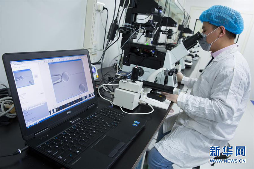 Importante descoberta de clonagem de macacos garante esperan?a contra doen?as humanas