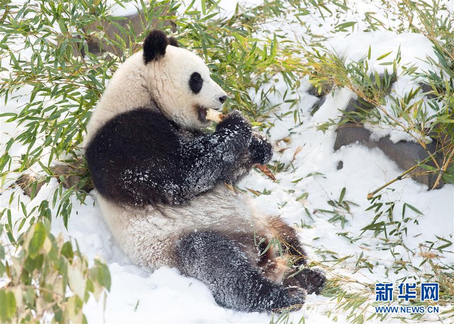 Galeria: Panda gigante brinca na neve