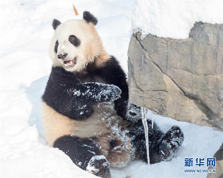 Galeria: Panda gigante brinca na neve