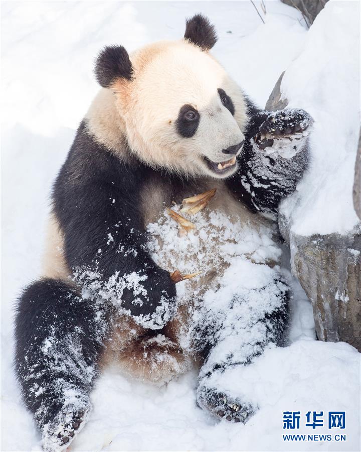 Galeria: Panda gigante brinca na neve