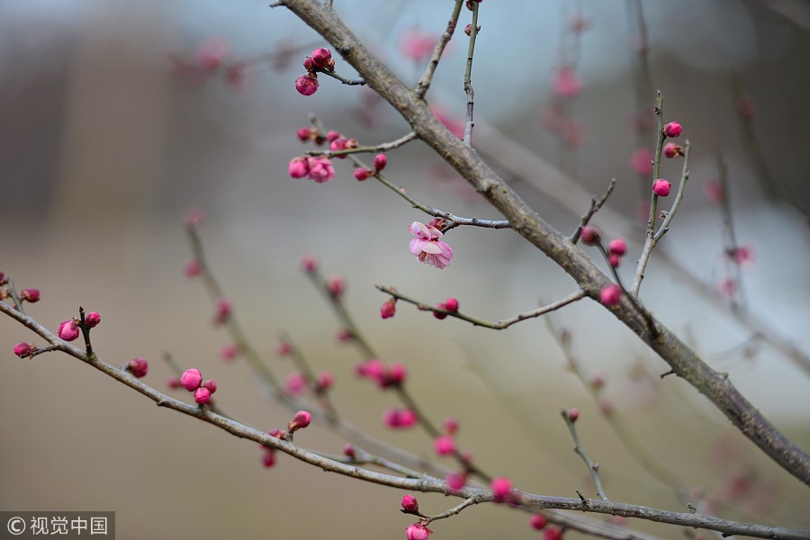 Galeria: Festival de Flores de Ameixa inaugurado em Nanjing