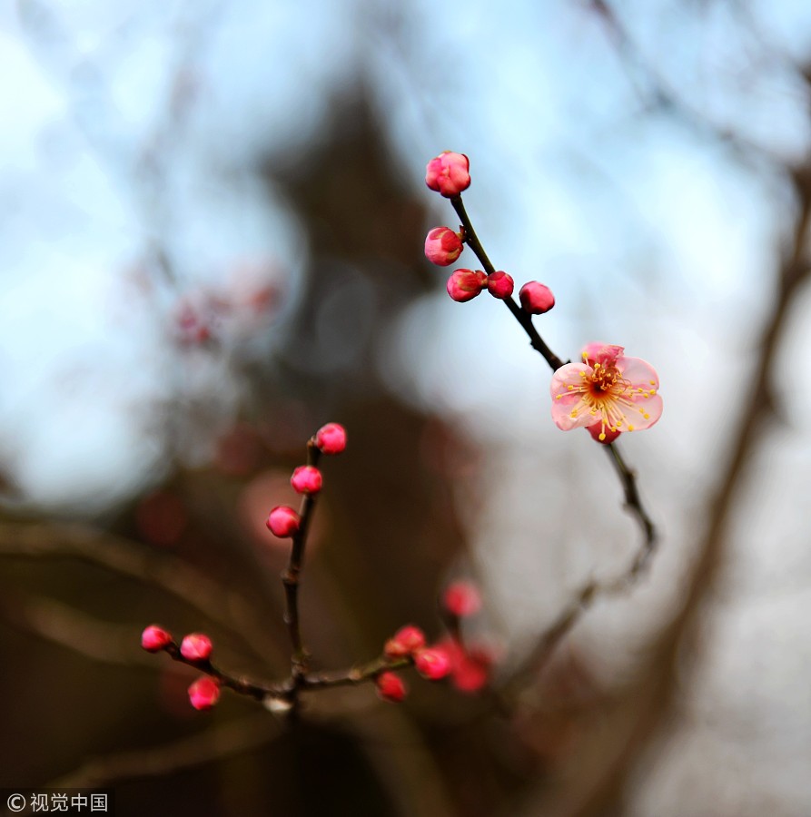 Galeria: Festival de Flores de Ameixa inaugurado em Nanjing