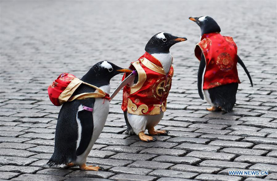 Galeria: Pinguins com vestes da dinastia Tang em Harbin