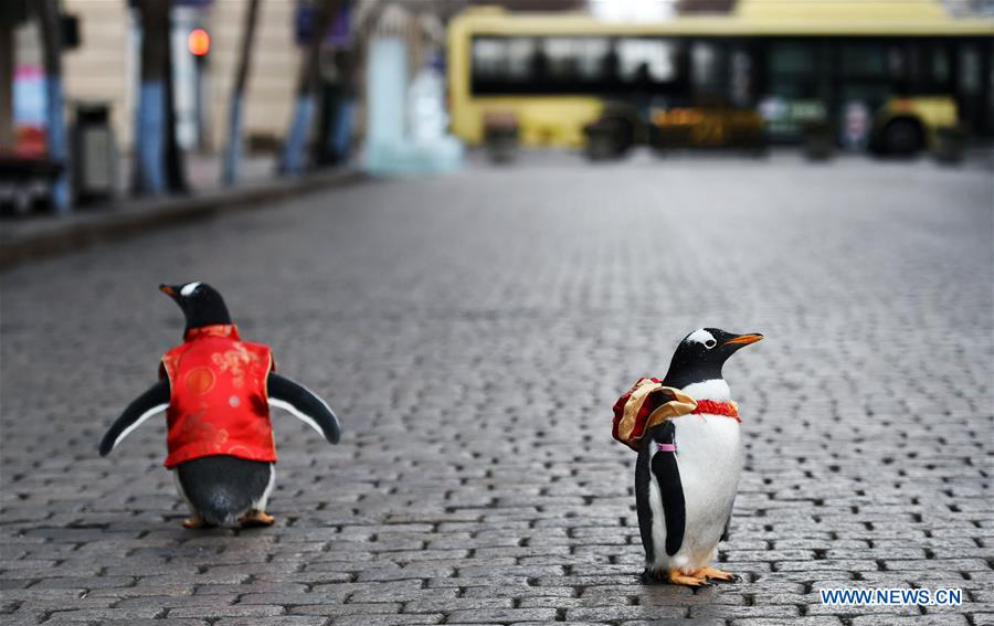 Galeria: Pinguins com vestes da dinastia Tang em Harbin