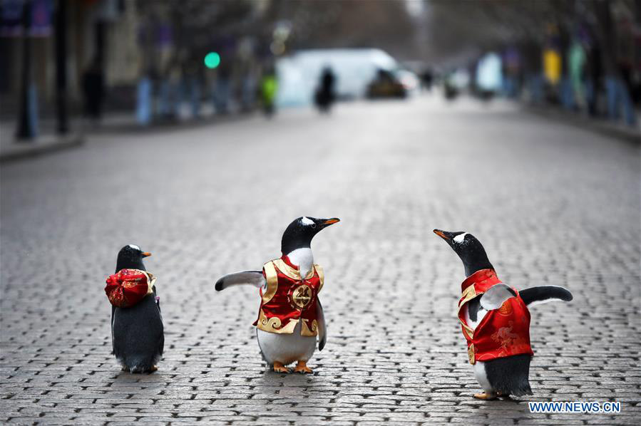 Galeria: Pinguins com vestes da dinastia Tang em Harbin