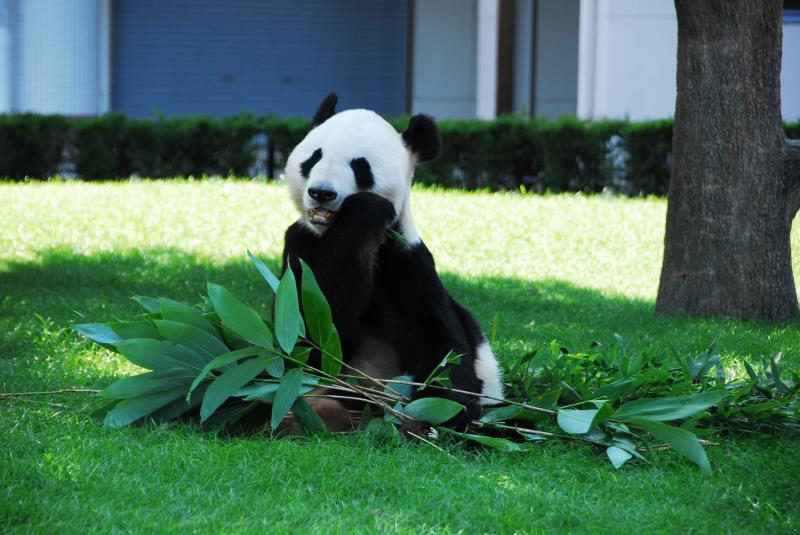 Panda gigante distinguido com prêmio de “melhor animal” no Jap?o