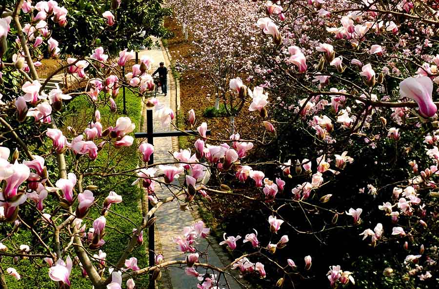 Primavera cheia de vida no leste da China