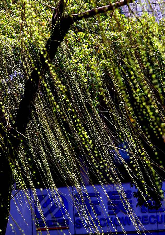 Primavera cheia de vida no leste da China