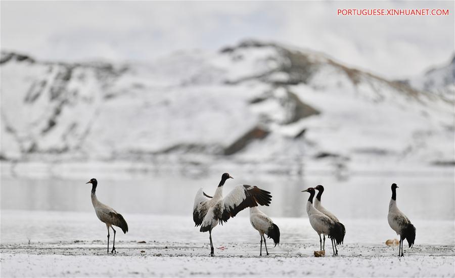 Grous de pesco?o negro no Tibete, sudoeste da China