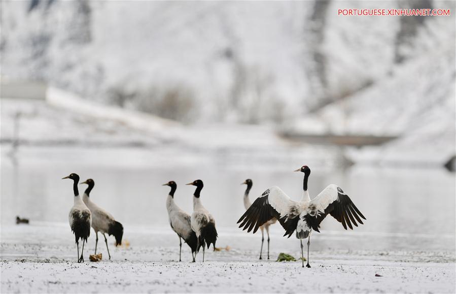 Grous de pesco?o negro no Tibete, sudoeste da China