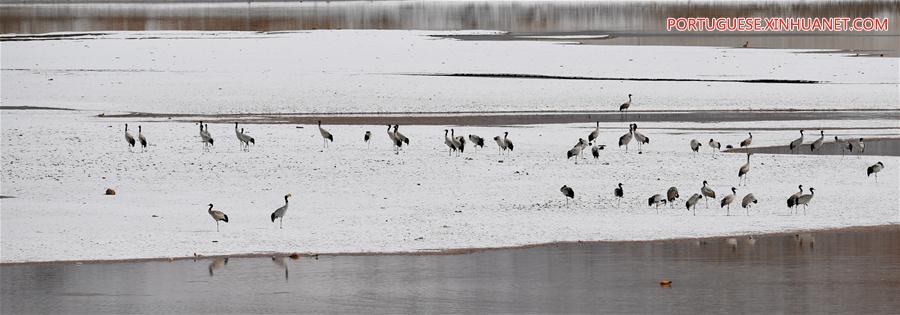 Grous de pesco?o negro no Tibete, sudoeste da China