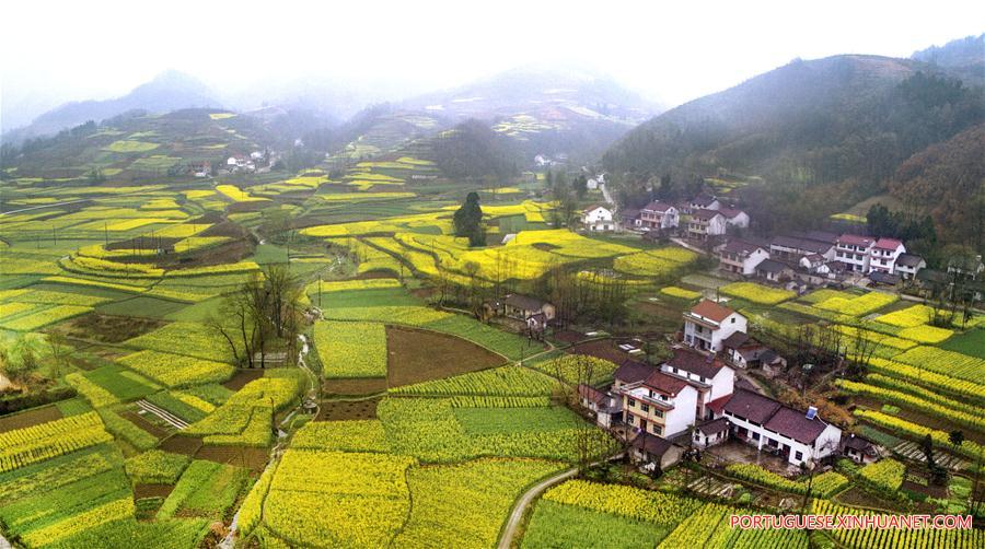 Campos de trigo e canola em flora??o em Shaanxi