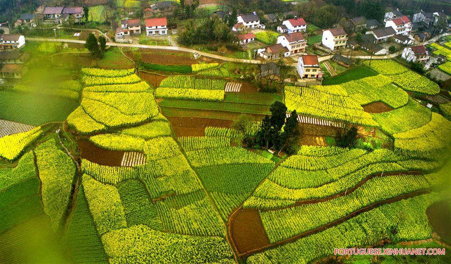 Campos de trigo e canola em flora??o em Shaanxi