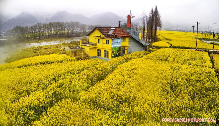 Campos de trigo e canola em flora??o em Shaanxi