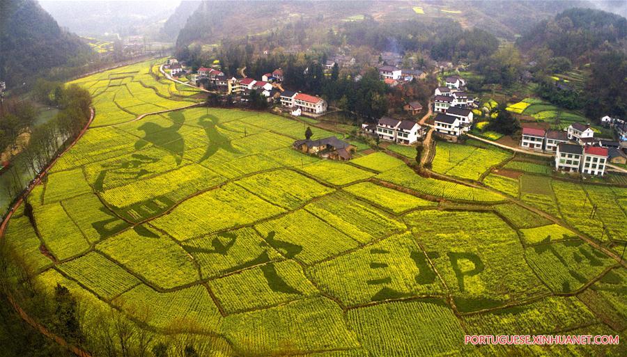 Campos de trigo e canola em flora??o em Shaanxi