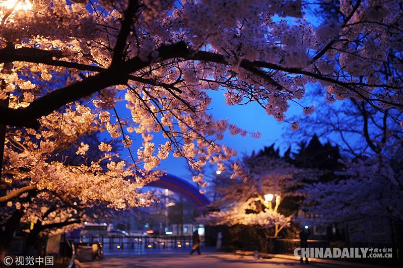 Galeria: Conhe?a os melhores lugares para apreciar as flores de cerejeira na China