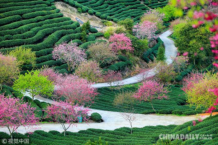 Galeria: Conhe?a os melhores lugares para apreciar as flores de cerejeira na China