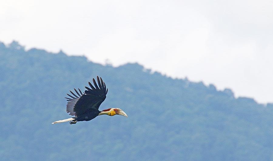 Galeria: Beleza primaveril em Yingjiang