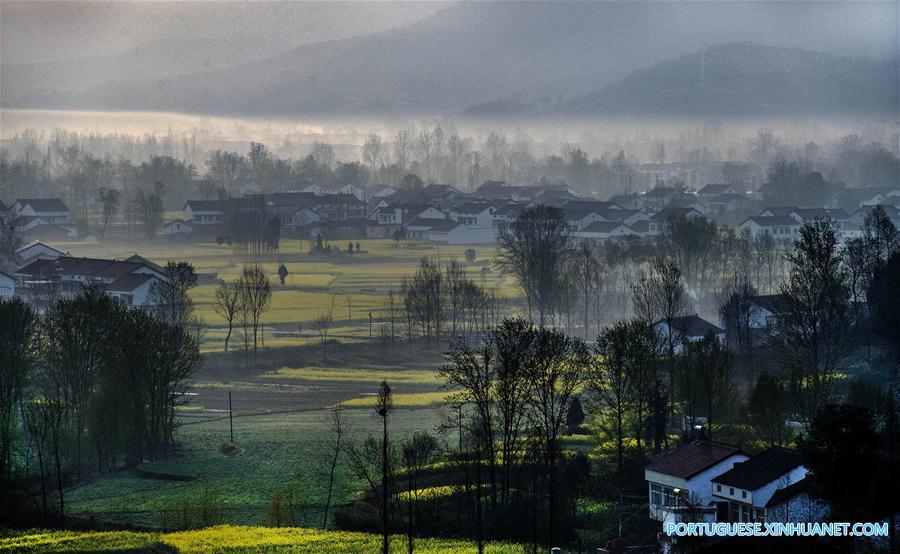 Campo de canola em flora??o em Shaanxi, noroeste da China