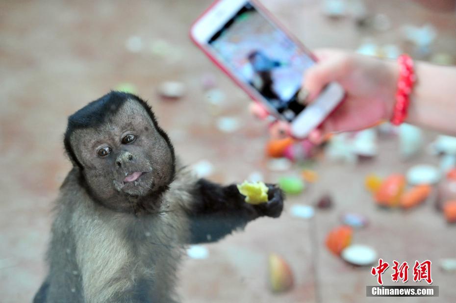 Macaco com express?es faciais como humanas fica popular em redes sociais chinesas