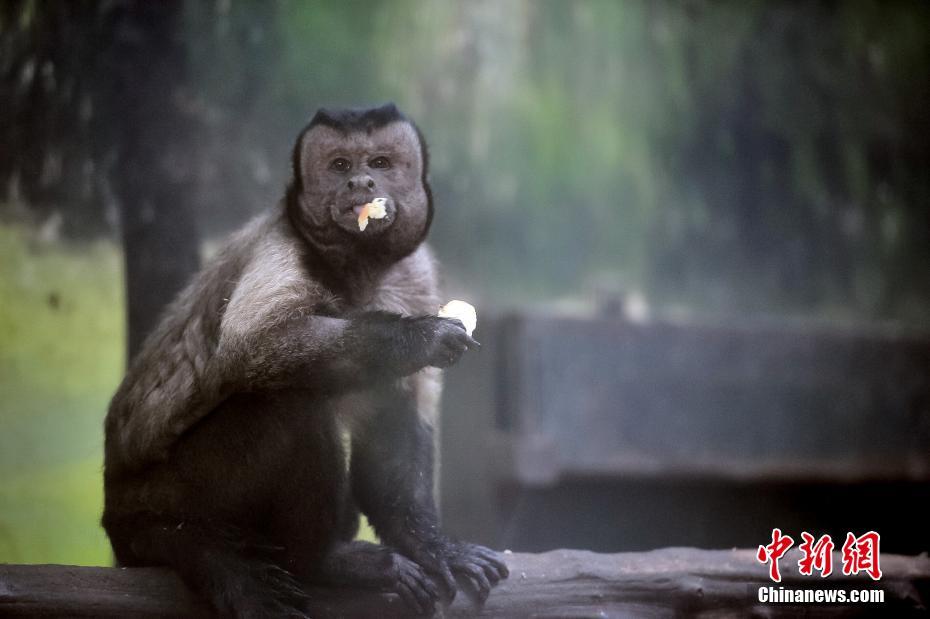 Macaco com express?es faciais como humanas fica popular em redes sociais chinesas