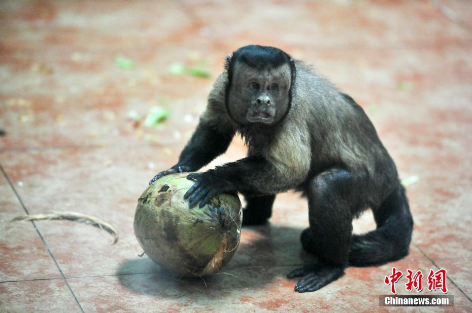 Macaco com express?es faciais como humanas fica popular em redes sociais chinesas