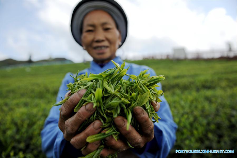 Galeria: Colheita de chá na China