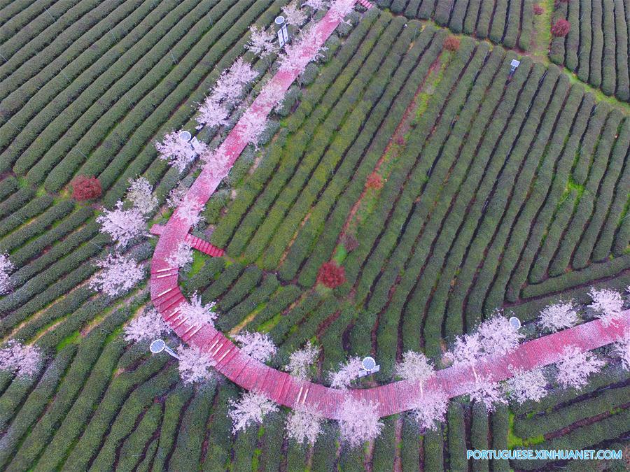 Galeria: Colheita de chá na China