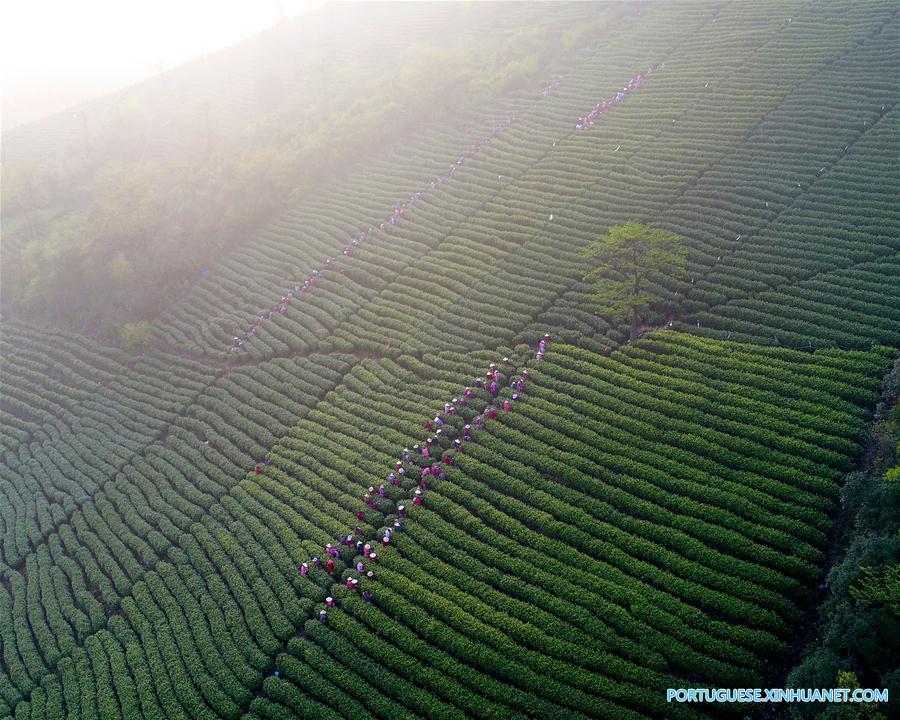 Galeria: Colheita de chá na China