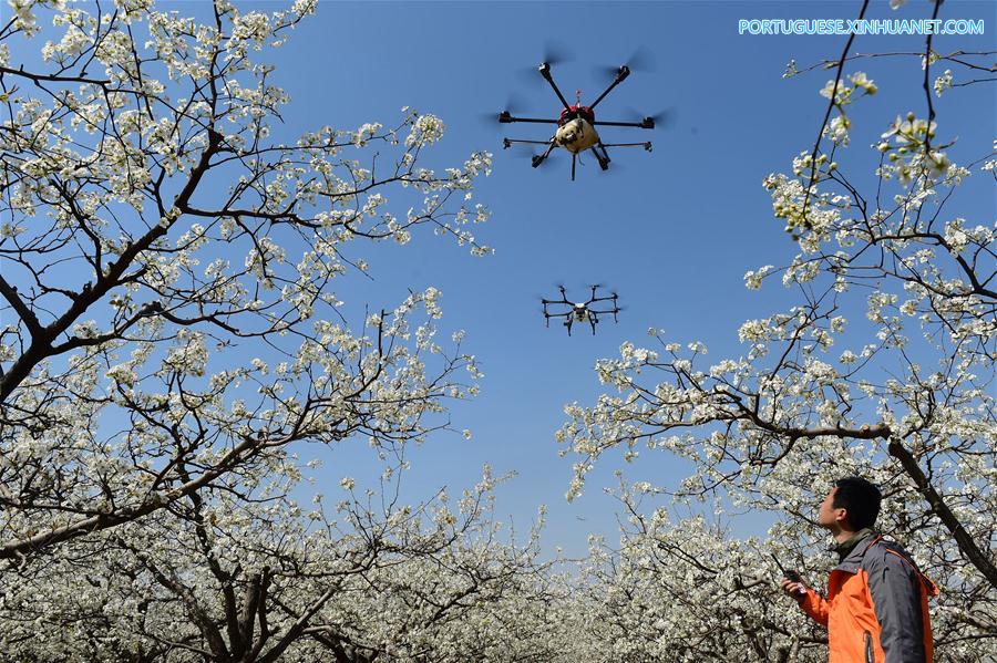 Drones usados para poliniza??o no norte da China