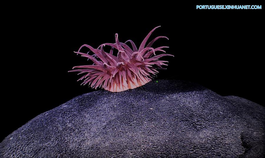 Navio de pesquisa chinês Kexue realiza pequisa no monte submarino Magellan