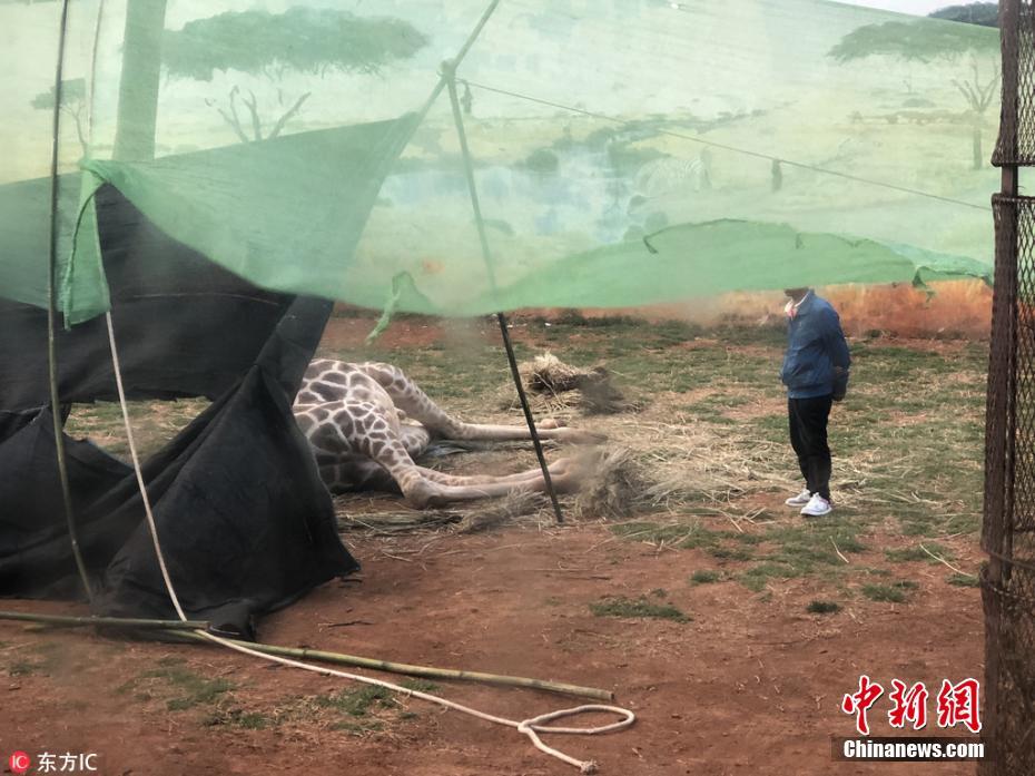 Girafa morre em zoológico chinês após ficar presa em árvore