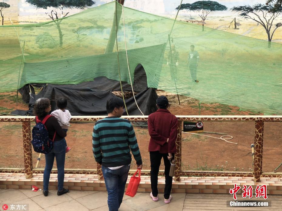 Girafa morre em zoológico chinês após ficar presa em árvore